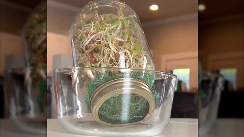 Upside-down mason jar with harvestable sprouts supported with produce net