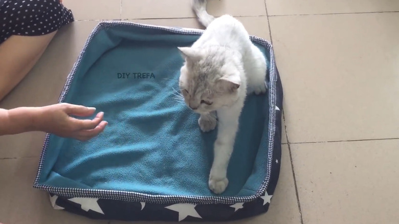 Cat on a ped bed made from old blankets