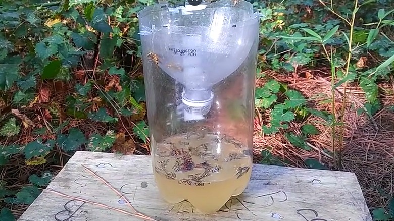 A DIY wasp trap made from a 2-liter bottle