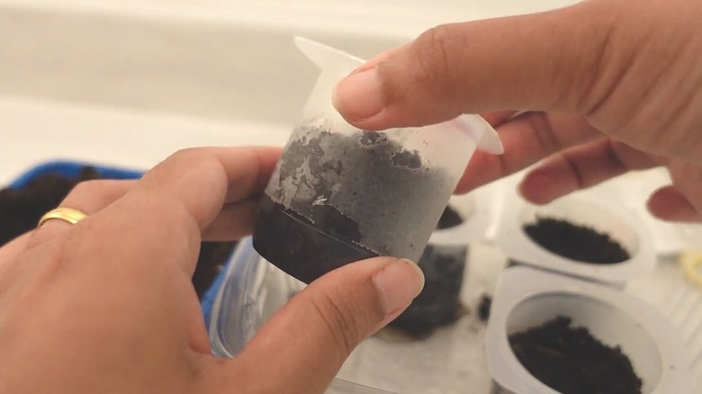 A yogurt container repurposed into a seed-starting pot