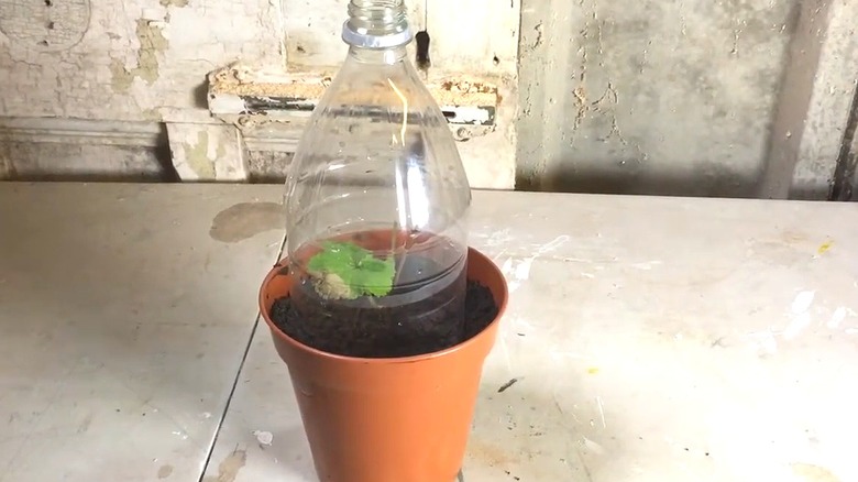 A seedling with a DIY plastic bottle cloche