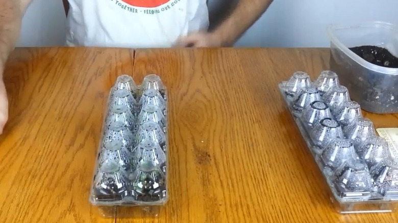 A plastic egg carton repurposed into a mini greenhouse