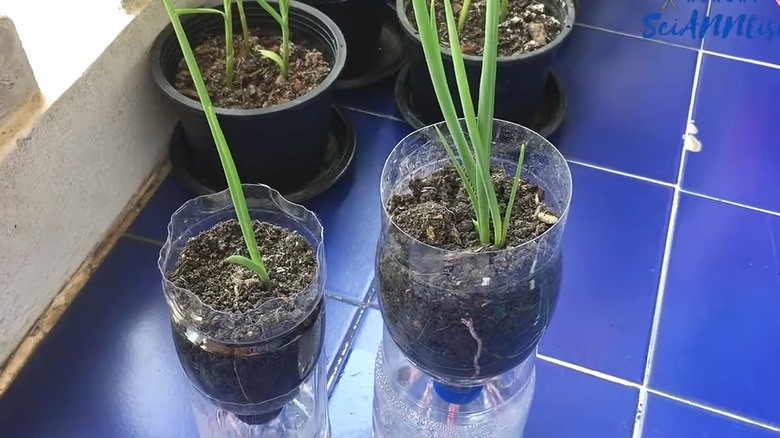 DIY self-watering planters made from plastic bottles