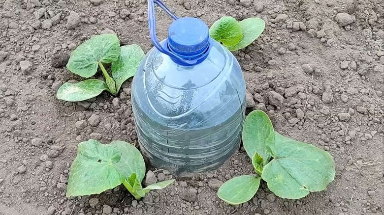 DIY drip irrigation system made with a plastic jug