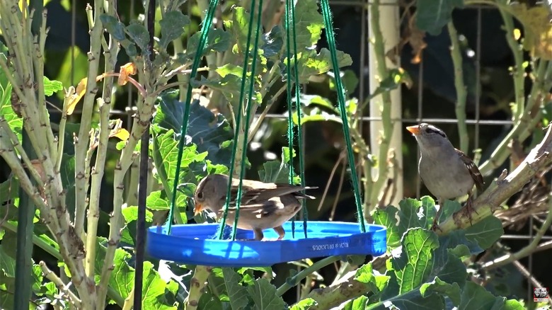 A bird feeder made using a butter lid
