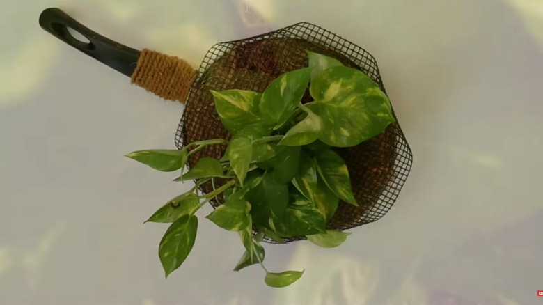 A vertical planter made from a frying pan