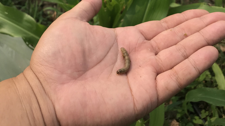 Stalk borer caterpillar in a person's hand