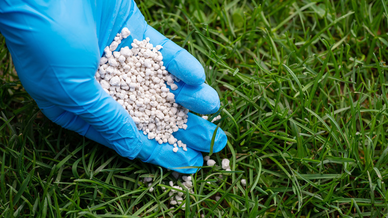 Gloved hand fertilizing lawn grass