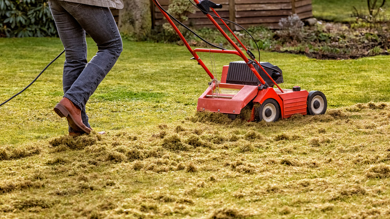 Person using an electric dethatcher to dethatch a lawn