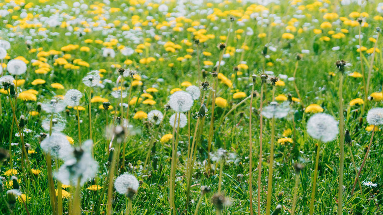 Close up of lawn covered in dandelions