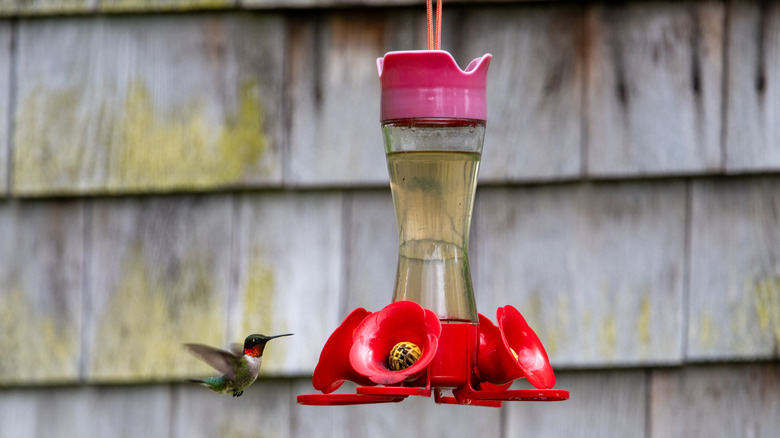 A hummingbird flying toward a single hummingbird feeder