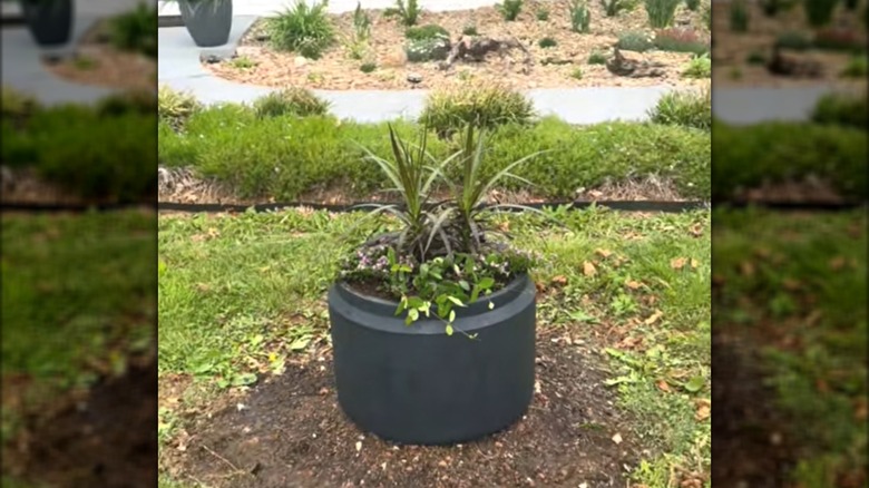 Tree stump disguised by black container and growing plants in front yard