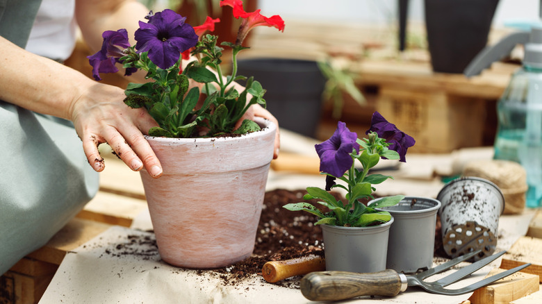 woman potting with garden tools