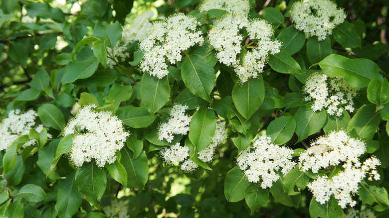 Blooming white viburnum flowers