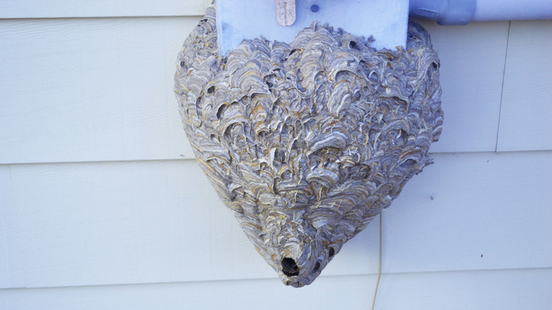 A bald-faced hornet nest attached to the side of a building