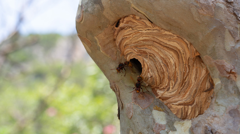 European hornets entering their nest on the side of a tree
