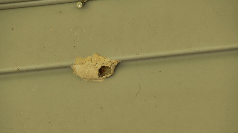 A mud dauber nest on a green-brown wall