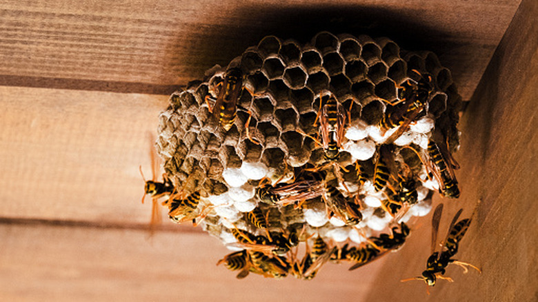 Close-up of a paper wasp nest in progress, covered in wasps