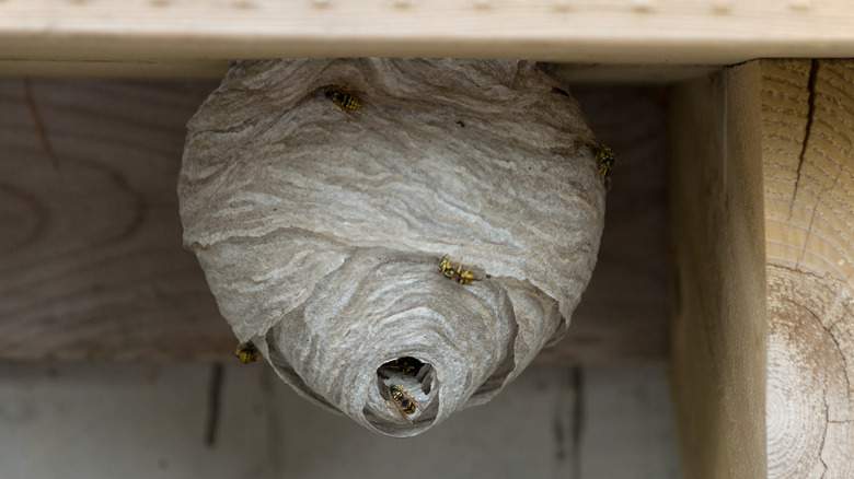A yellow jacket nest underneath outdoor stairs