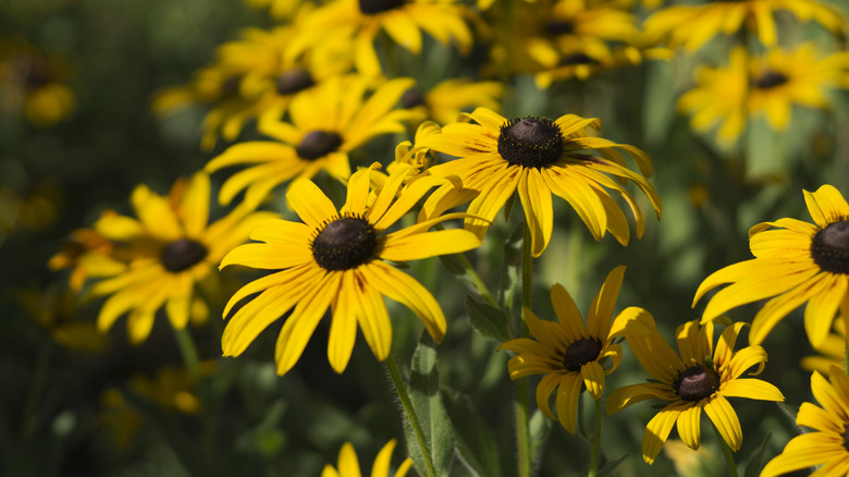 The flowers of a black-eyed Susan plant