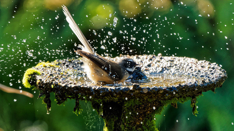 A bird splashing in a bird bath