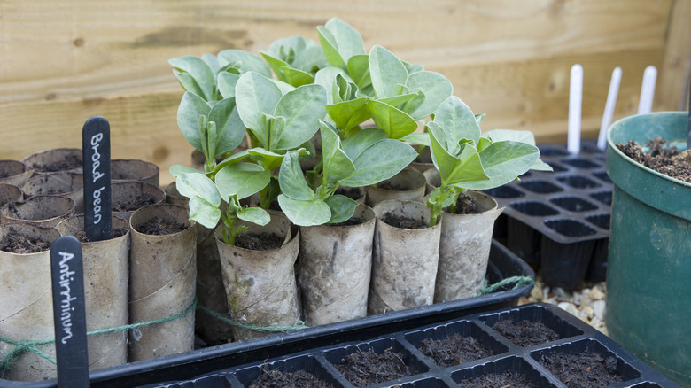 Seedlings growing in toilet paper rolls with mold on the exterior.
