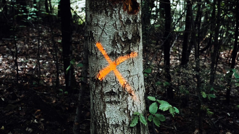 Tree marked with an orange X spray-painted on its trunk in a dense forest