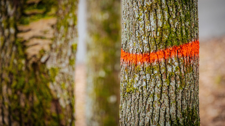 A tree in a forest is marked with a bright orange stripe, indicating selection for forestry management.