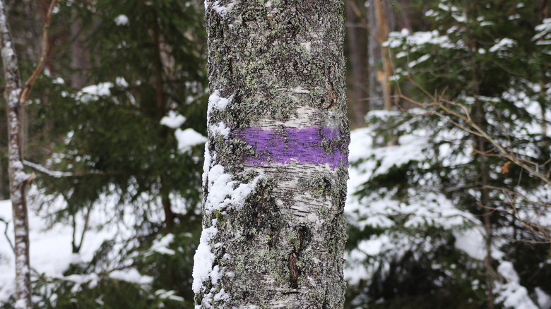 A small purple paint stroke on the trunk of a snow-covered tree.