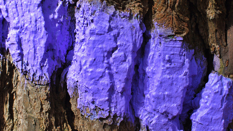 A close up of a purple paint streak on a tree trunk.
