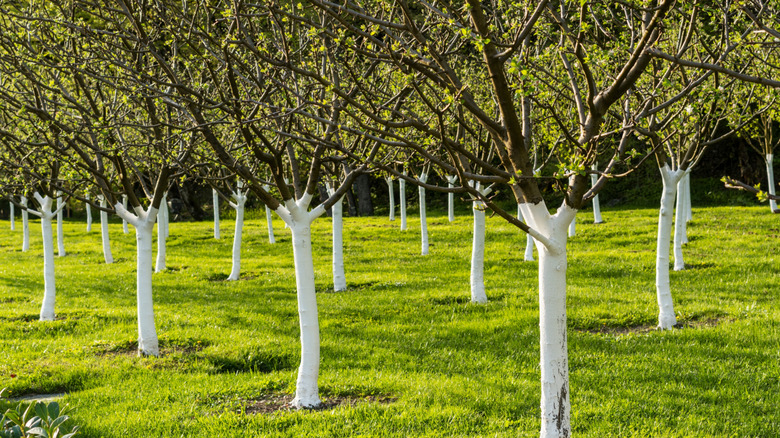 trees with trunks painted white