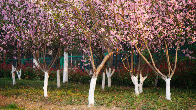 trees with trunks painted white