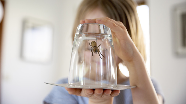 woman trapping an indoor spider in an upside down glass