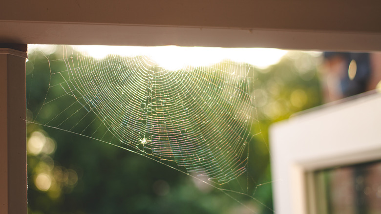 a spider's web in the doorway to a home