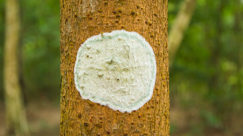 tree with white painted circle on trunk