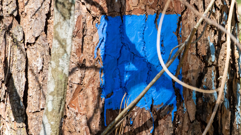 blue paint square on a tree trunk