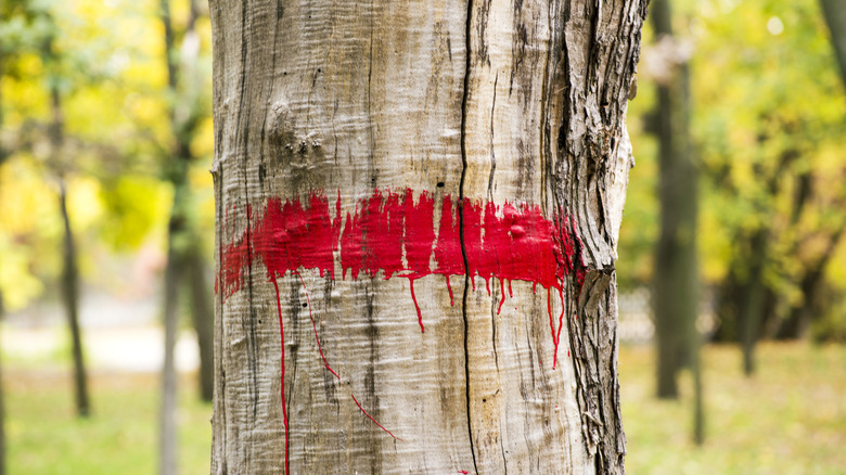 red paint on tree trunk