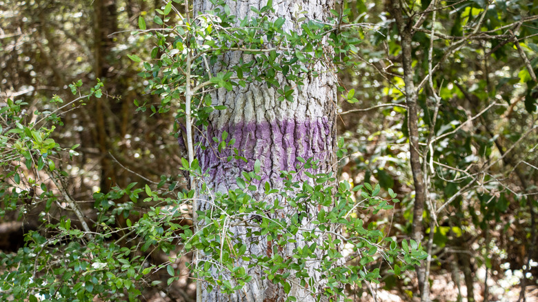 purple paint mark on tree in forest
