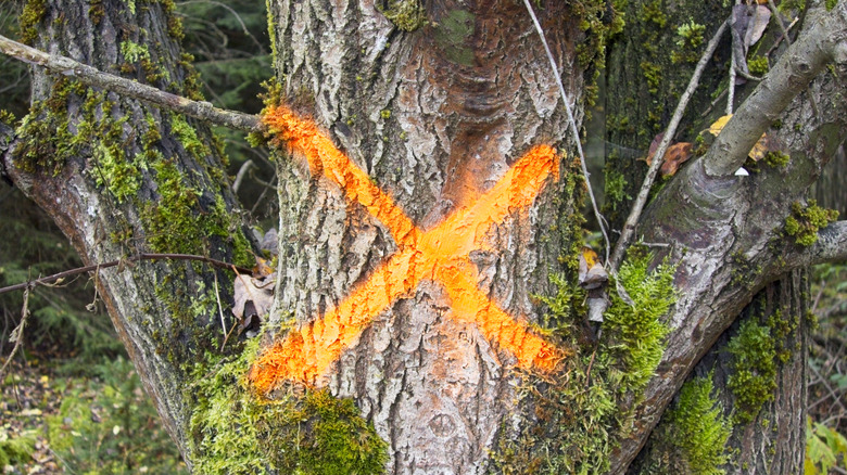 painted orange X mark on tree bark