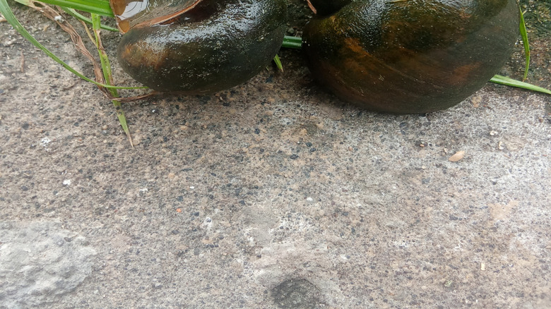 Close up of two channeled applesnails showing their large shells.