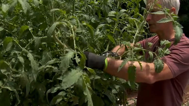 Gardener topping an indeterminate tomato plant