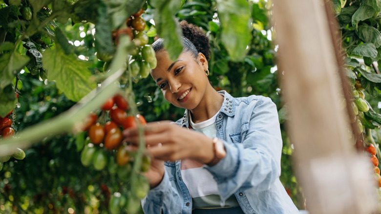 Woman inspecting tomatoes on a large plant in a garden