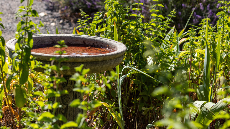 A concrete birdbath sitting empty during the day