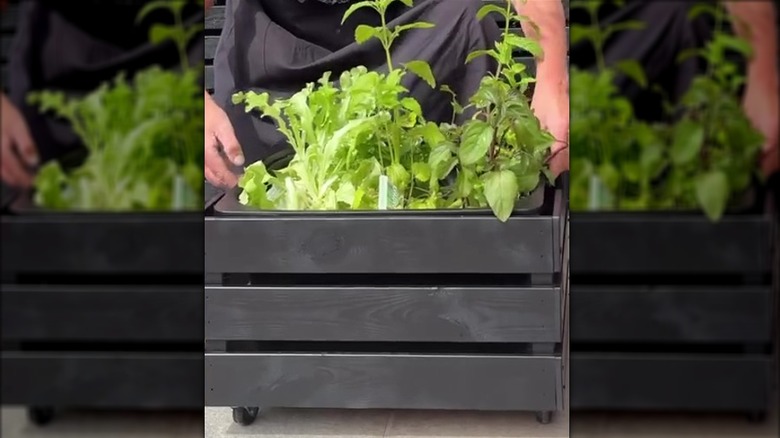Variety of herbs tucked into DIY IKEA furniture repurposed for outdoor garden