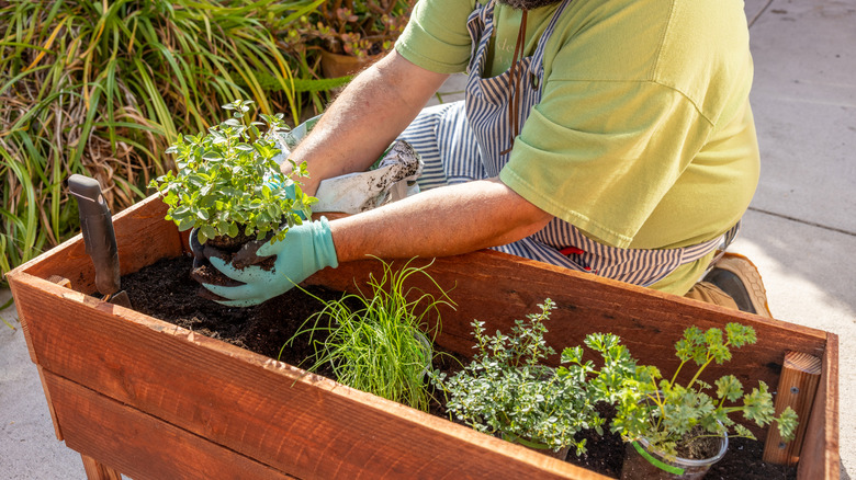 Man planting potted herbs in wood planter box outside