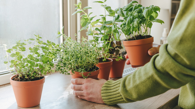 Woman in green sweater placing individual potted herbs on bright wide windowsill