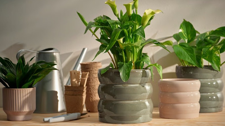 Plants placed inside glazed stoneware pots