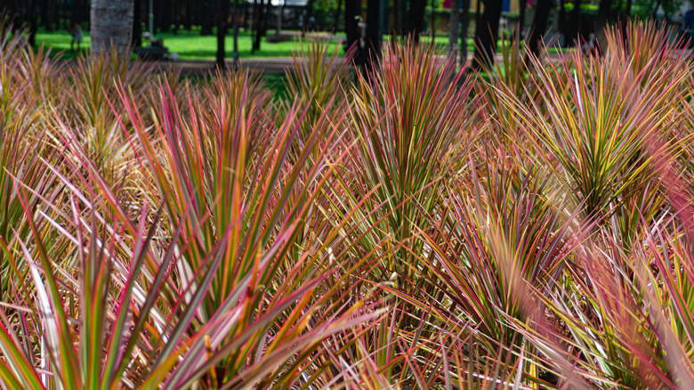 Field of Madagascar dragon trees with red and green leaves.