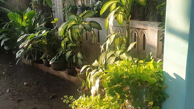 Houseplants both in and out of the sunlight.