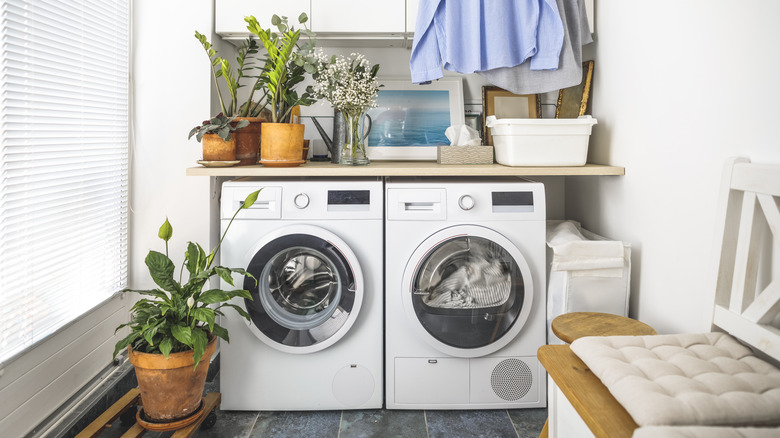 Laundry room containing a collection of houseplants